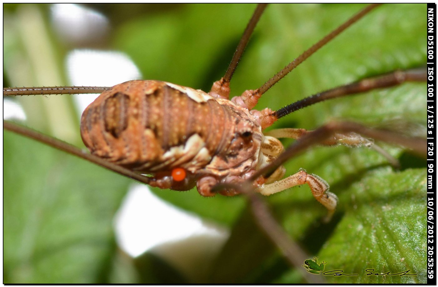 Dasylobus argentatus da Villanova Monteleone No 178